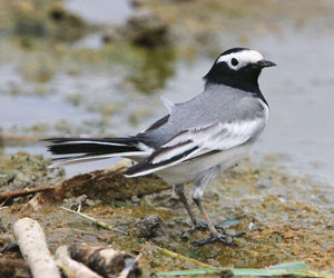 Цэгцгий (Мэлзэн цэгцгий)